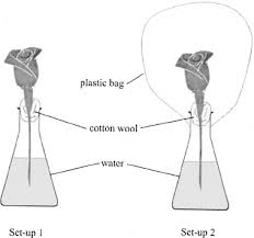 Transpiration synonyms, transpiration pronunciation, transpiration translation, english dictionary definition of transpiration. An Experimental Design For Testing Whether Transpiration Induces Water Download Scientific Diagram