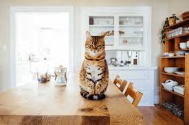 Filter, save & share beautiful open concept living room remodel pictures, designs and ideas. Ideas For Designing And Decorating Your Cat Themed Home