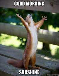 75 Funny Good Morning Memes To Kickstart Your Day Happy Squirrel Funny Animals Cute Animals