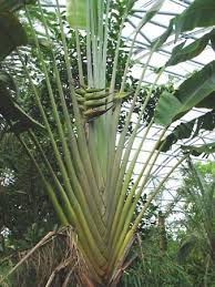 Image result for Strelitzia alba