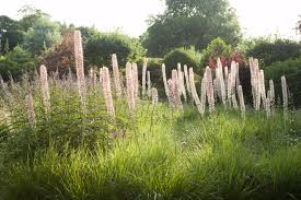 Eremurus Romance Border By Angel Collins Garden Design Wall Garden Garden Design Natural Landmarks