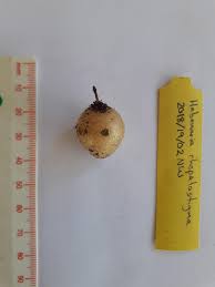 Image result for Habenaria rhopalostigma