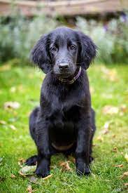 Flatcoated Retriever Puppy 14 Weeks Retriever Retriever Puppy Flat Coated Retriever