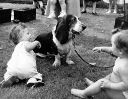 American Black And White Hound Dog The Celebrity Basset Hound That Charmed 1950s America Basset Hound Basset Celebrity Dogs