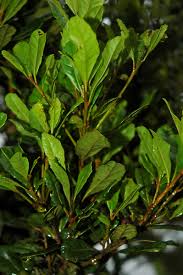 Image result for Myricaceae