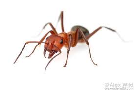 Pin On Ants