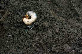 When i was a child sometimes we would find large white grubs, that we called witchetty grubs, when we were digging in the garden soil. Controlling Grubs In Potted Plants How To Get Rid Of Grubs In Flower Pots