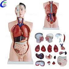 Male body internal organs chart with labels on white background. Medical 3d Model Anatomical Anatomy Torso Model Buy Medical Anatomy Human Anatomy Model 3d Anatomy Model Product On Alibaba Com