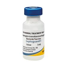 Image result for Leptoderris goetzei