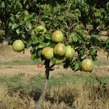 Planter Un Arbre Fruitier Nain Horticulture Fruit Permaculture