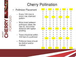 Cherry Pollination Final