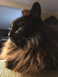 Beautiful Angus My Sweet Boy Who Nurtures All Our Cats Angus Is The Caretaker The Lover Boy He S A Gem Cats Cat Rescue Animals
