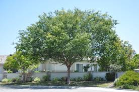 Image result for Ulmus parvifolia