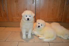 Find the perfect puppies in california (ca)! Pennysaver Akc Registered Superb Samoyed Puppies For Sale In Sacramento California Usa