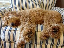 typical doodle pose total chair hogs dog design labradoodle dogs