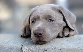 Weimaraner puppy, small gray dog, blue eyes, cute little animals, gray  puppy, HD wallpaper