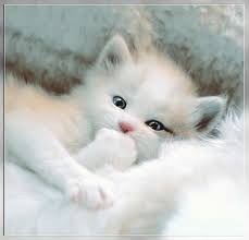 Il Blog Di Mizarkelly 2 Con Piccole Tentazioni Per La Gola E Grazie Dei Vostri Doni Kittens Cutest Kittens Cutest Baby Cute Cats