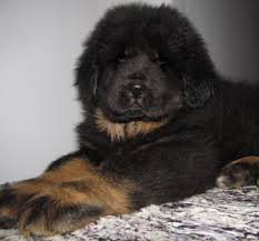 Watchful, aloof, imposing, and intimidating: Kc Registered Tibetan Mastiff Puppies For Sale Bournemouth Dorset Pets4homes