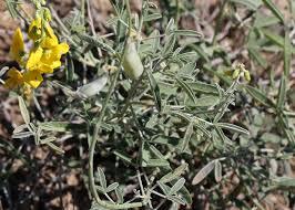 Image result for Crotalaria onobrychis