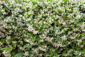 In colder areas, it makes a great indoor/outdoor container plant or annual. White Star Jasmine Trachelospermum Jasminoides Hopes Grove