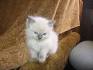Ragdoll Kittens for Sale in Elkhorn, Nebraska Classified ...