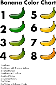 banana color chart banana color chart by jhnri4 banana