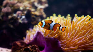 Image result for ‫נמו אמיתי‬‎