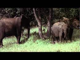 Maybe you would like to learn more about one of these? Animals Are Beautiful People Original Theatrical Trailer Youtube