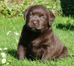 How much does a lab puppy cost? Chocolate Labrador Puppies Labrador Breeders Uk Llanstinan Labradors