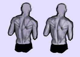 To review the anatomy and biomechanics of the back muscles related to the lumbar spine with relevance for biomechanical modeling. How To Draw The Human Back A Step By Step Construction Guide Gvaat S Workshop