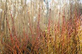 Distribution, habitat, usage and threats. Cornus Sanguinea Midwinter Fire Bbc Gardeners World Magazine