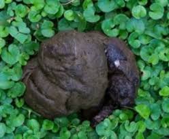 Résultat de recherche d'images pour "гавно"