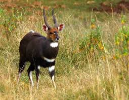 Strange animal mating with other animalsподробнее. Walia Ibex Msingi Afrika Magazine