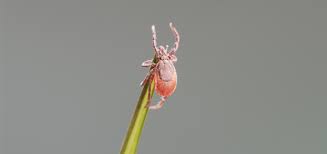 In dieser zeit ist für uns menschen ein passender schutz vor zecken in wald und wiese unabdingbar. Keine Entwarnung Zecken Sind Im Winter Nicht Erfroren Zecken De