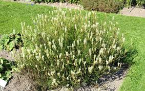 Image result for Hebenstretia