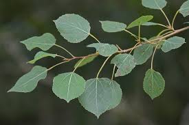 Image result for Salicaceae