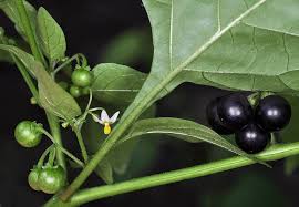 Image result for Solanum americanum