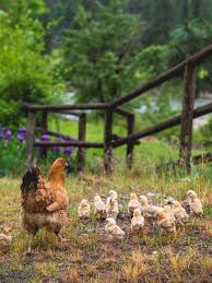 Animals Animals Baby Chicks Farm Animals