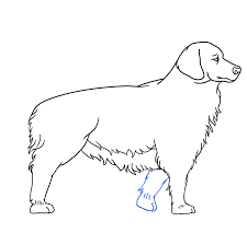 Want to learn how to draw a golden retriever? How To Draw A Golden Retriever Really Easy Drawing Tutorial