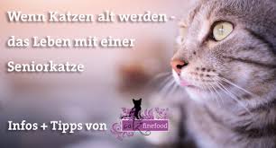 Damit du die frage nach dem menschalter schnell beantworten kannst, haben wir hier eine tabelle für dich erstellt. Wenn Katzen Alt Werden Seniorkatzen Pets Nature Online Shop