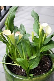 Image result for Zantedeschia aethiopica