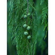 Image result for Cupressus funebris