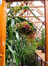 They love growing and hanging in baskets, as long as they get some shade. Hanging Baskets Bring Instant Color Texture To Small Spaces Entertainment The Florida Times Union Jacksonville Fl