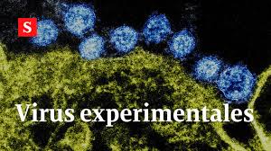 Los negros son el agar donde inoculan las capsulas virales. Que Es El Virus De Marburgo Y Como Se Transmite