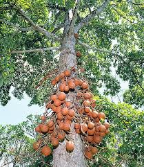 Image result for Couroupita