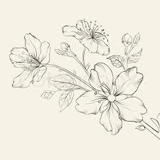 Images photos vector graphics illustrations. Kalligraphie Cherry Blossom Stock Bild Colourbox