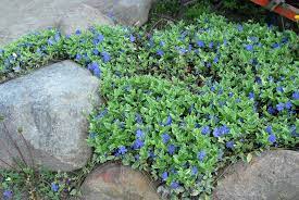 We did not find results for: Vinca Minor Bowles Bowles Periwinkle Common Periwinkle Dwarf Periwinkle Lesser Periwinkle Periwinkle Running Myrtle Vinca North Carolina Extension Gardener Plant Toolbox