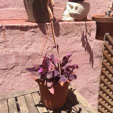 If your plant begins to revert (more purple/green, less variegation) then it needs stronger light. Tradescantia Pallida Pink Stripe Purple Heart Spiderwort Pink Stripe Uploaded By Appletree93