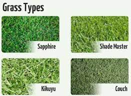 Buffalo Other Grass Types Grass Type Grass Landscape