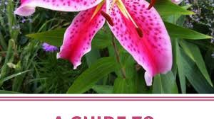 It can grow outdoors in pots or in. A Guide To Growing Spectacular Stargazer Lilies Dengarden Home And Garden